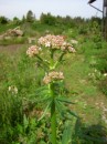 Baldrian - Valeriana officinalis * 1091 x 1455 * (441KB)